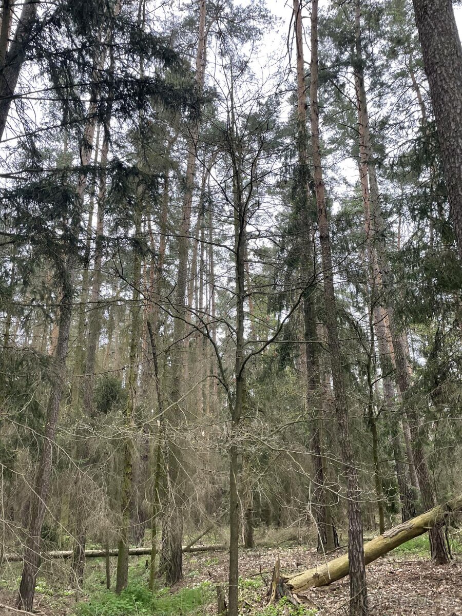 Prodám lesní pozemky v k.ú. Hradiště u Domažlic - 14