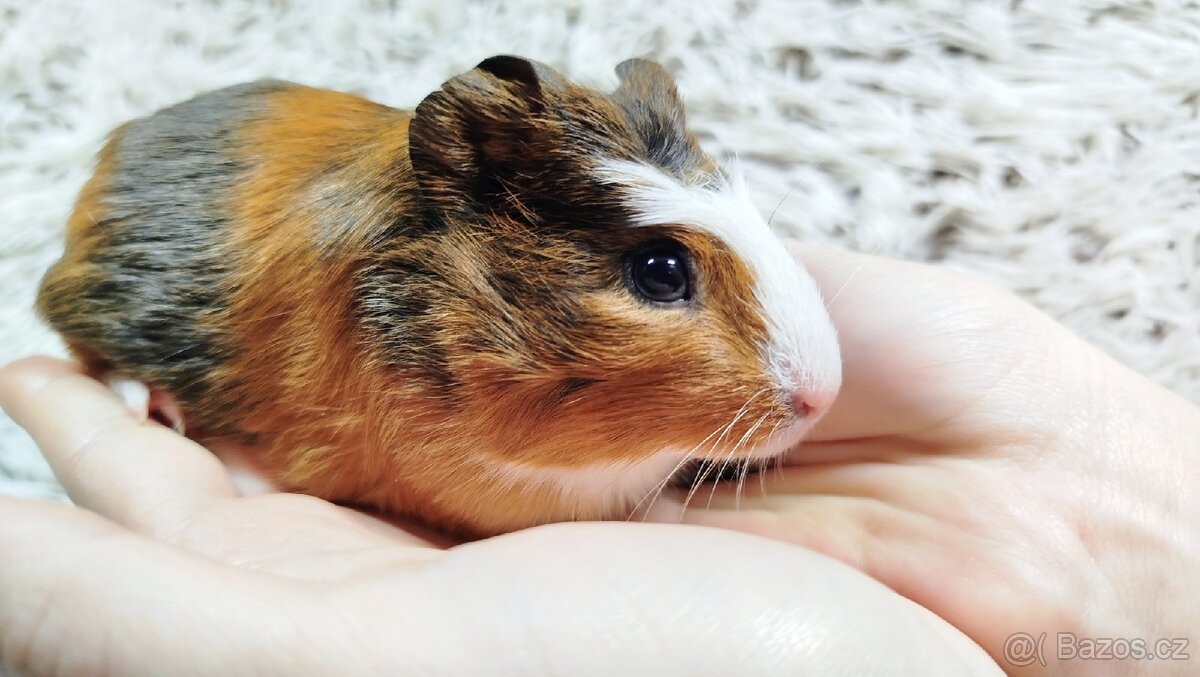 Morče, Morčata, Morčátko Morčátka - JACOB A JAMES - 14