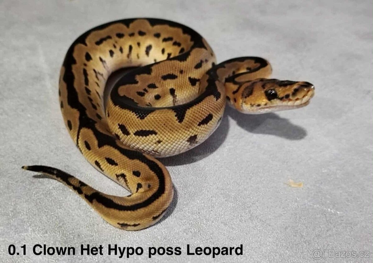 Krajta královská - 14