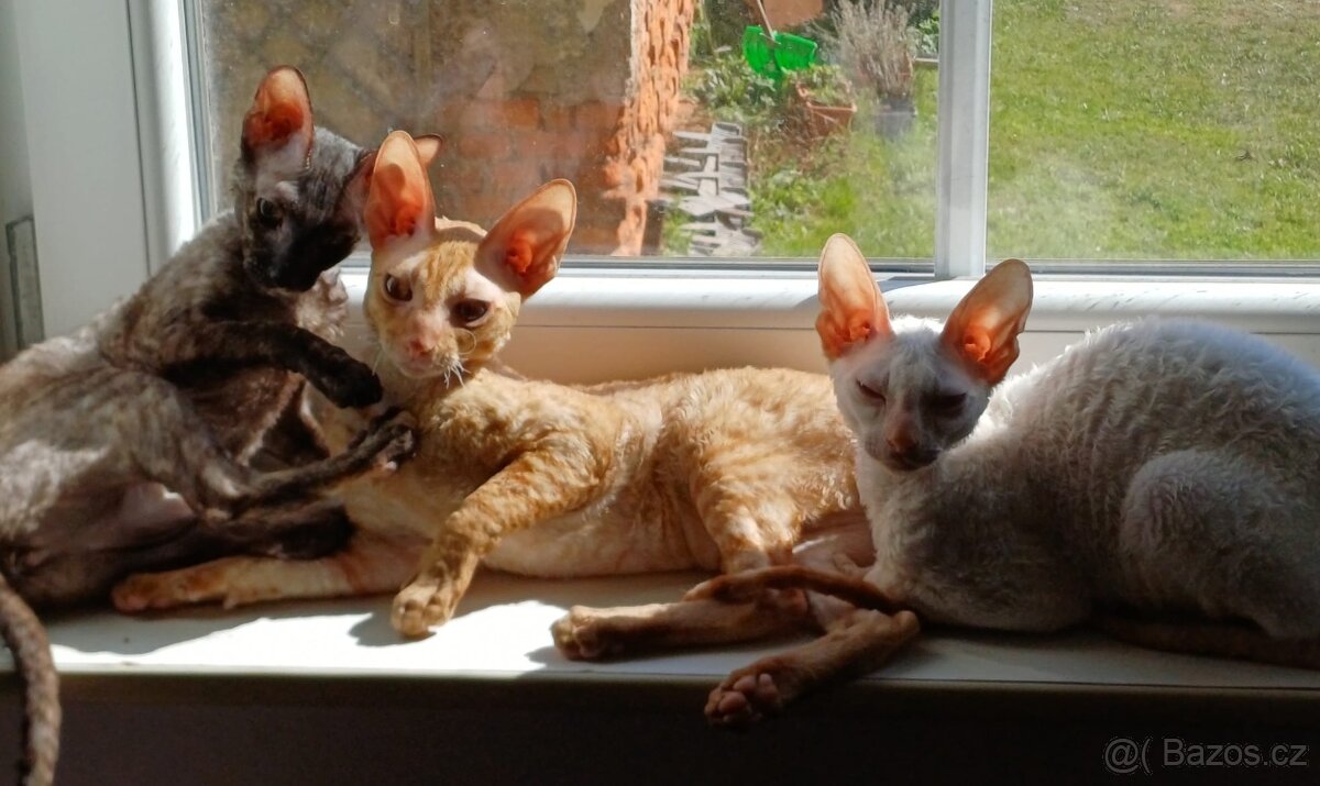 Koťata Cornish Rex s PP - 14