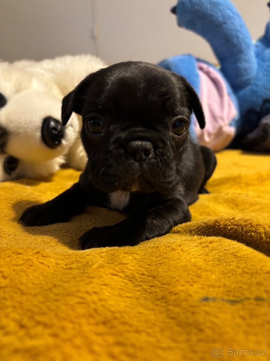 Francouzský buldoček - 14
