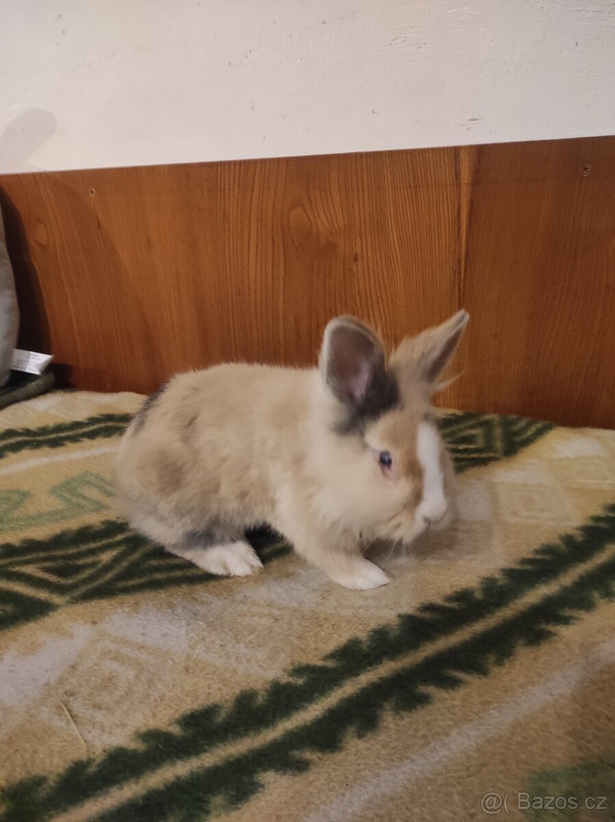 Králík zakrslý - 14