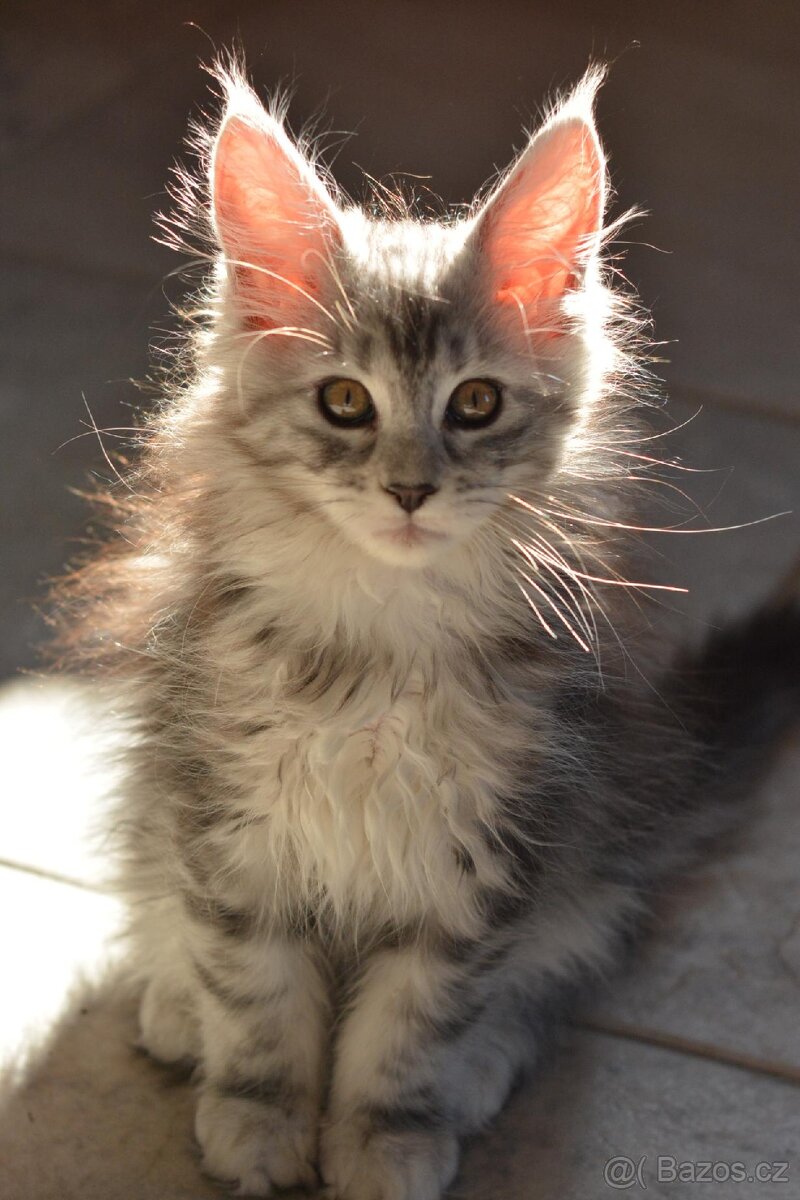 Krásná kočička MCO s PP - 14