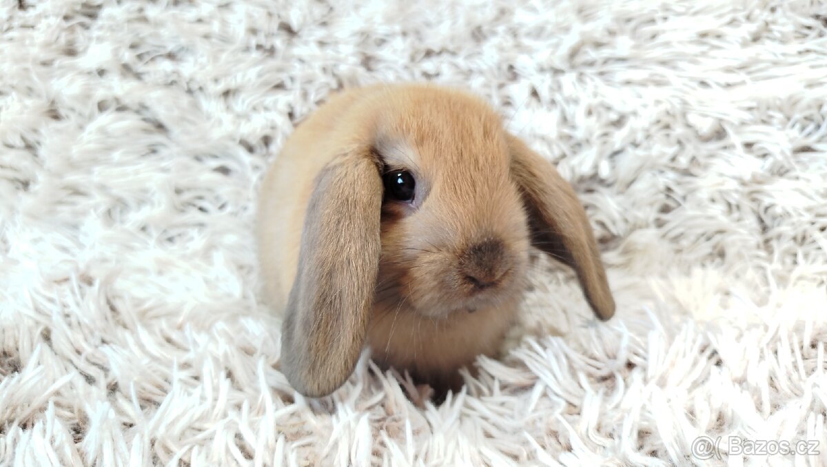 Zakrslý beránek, králíček, králík - JIJI - 14
