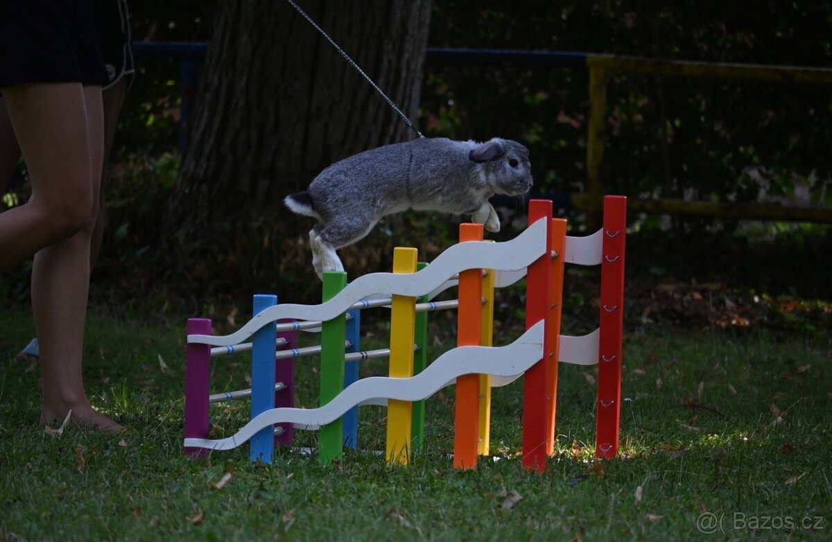 Nabízím předváděcí akci králičího hopu - 14