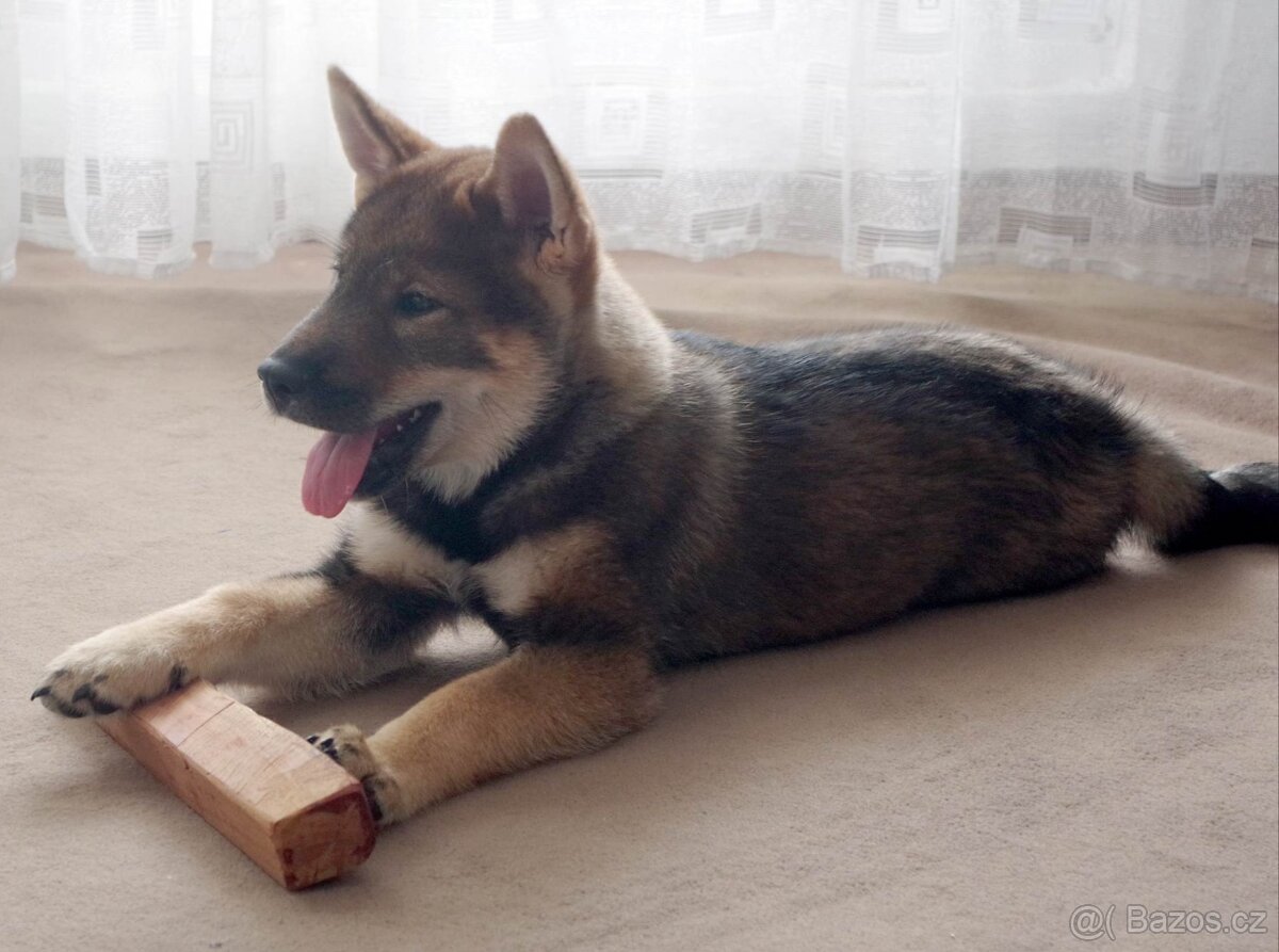 Československý vlčák - Shikoku - 14