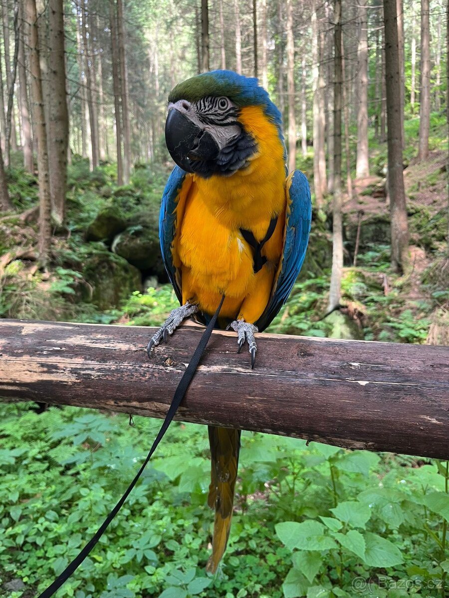 ZÁŽITKOVÝ PROGRAM S PAPOUŠKY - 14