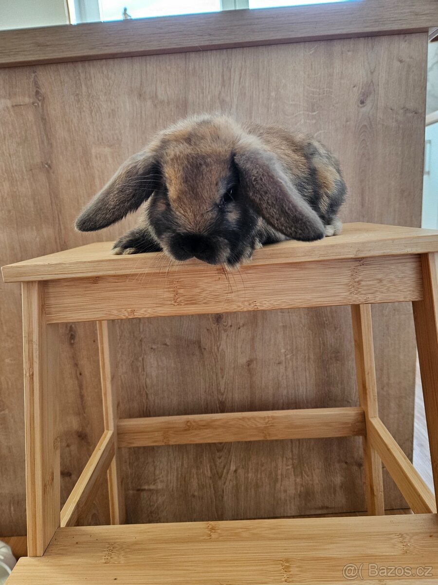 Zakrslý králík - 14