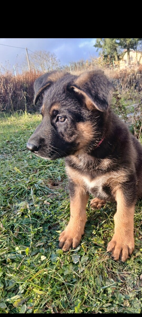 Německý ovčák-šťěně - 14