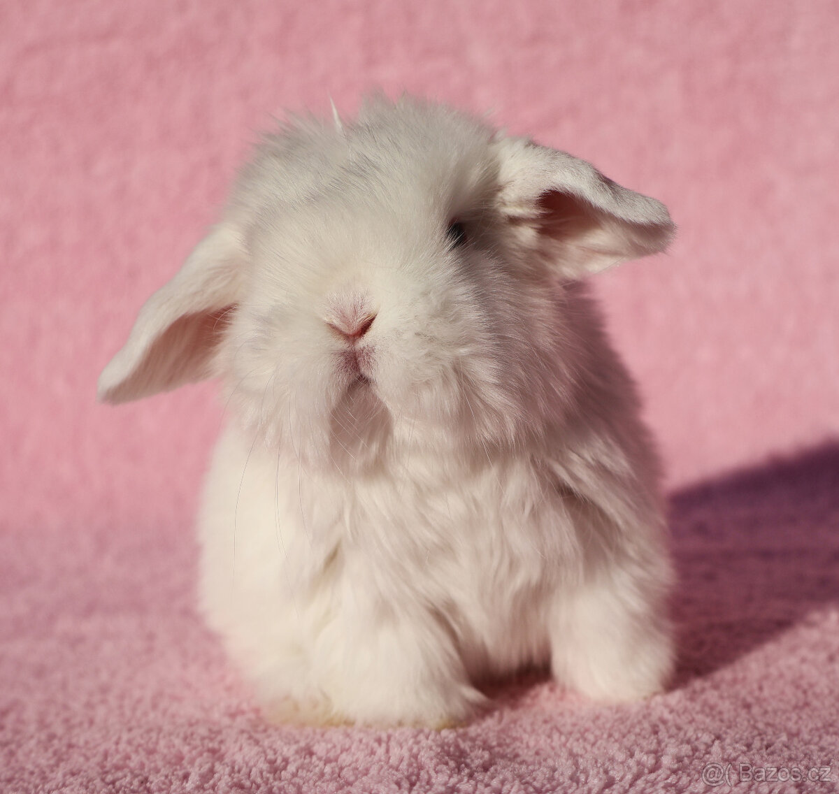 Zakrslí beránci NHD modrá očka . - 14