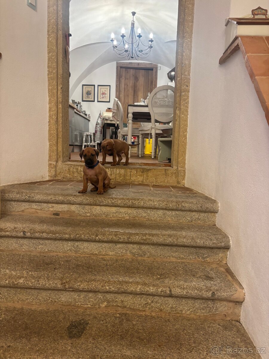 Rhodéský ridgeback s PP - 14