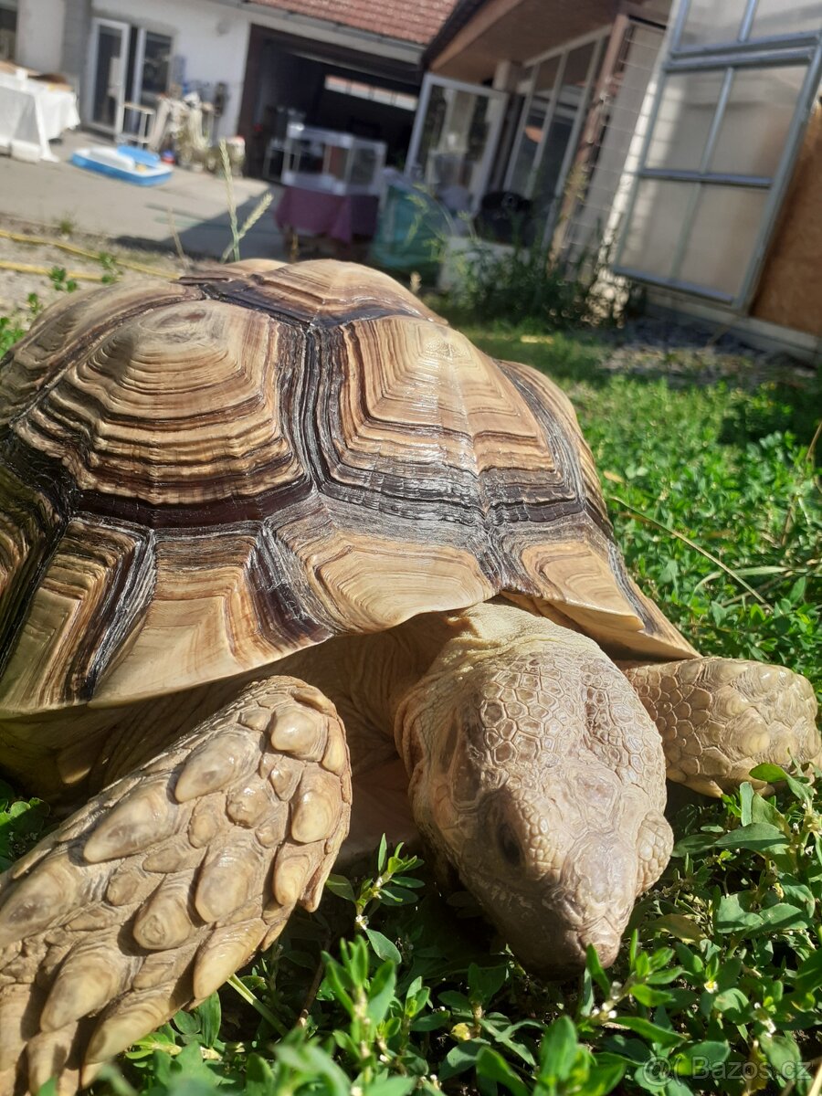 Želva ostruhatá mláďata různé velikosti - 14