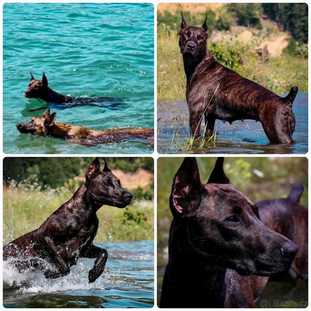 Dobrman x APBT,bandog,ast,bullherder - 14
