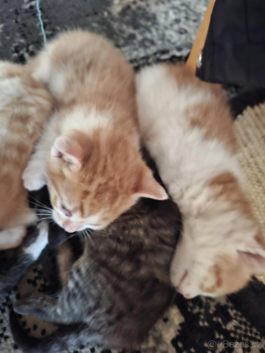 Koťata - 14