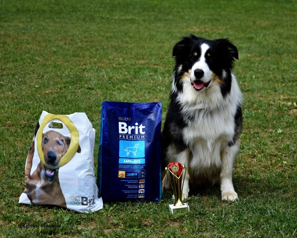 Štěňata Border Kolie s PP - 14