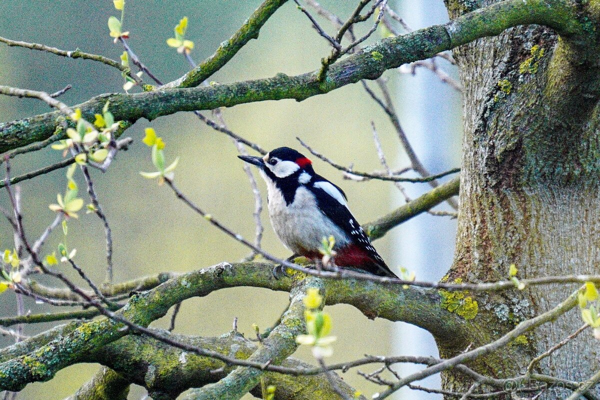 Nikon Sigma 150-600mm DG OS + UV + neopren TOP STAV - 14