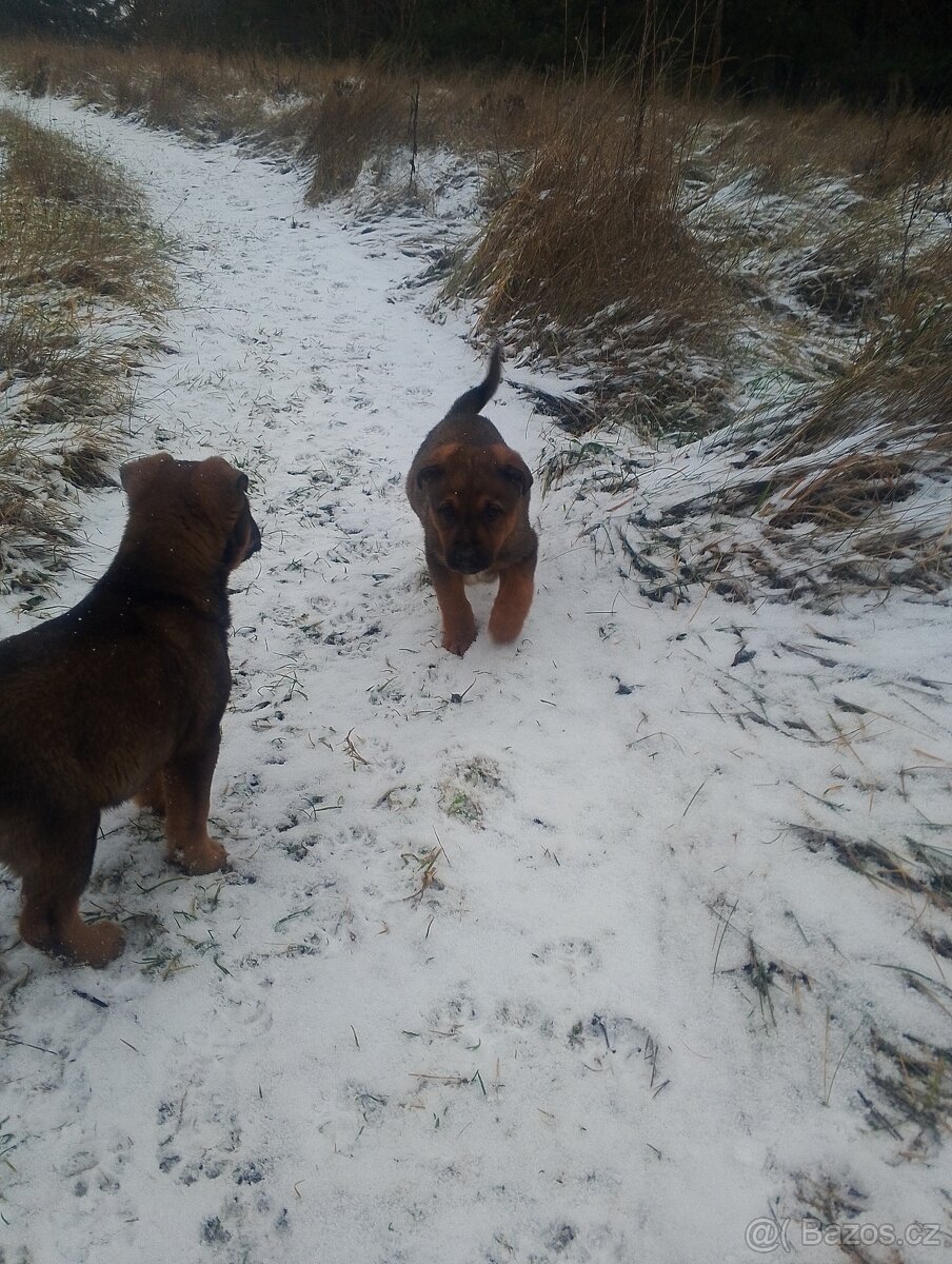 Německý ovčák kříženec, štěňata,štěně - 14