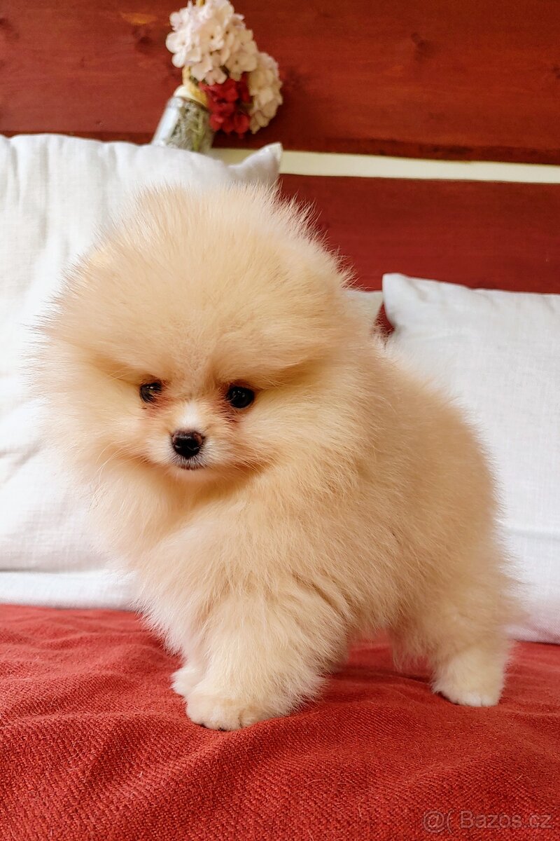 Pomeranian s PP ke KRYTÍ - krémový (žádný prodej) - 14