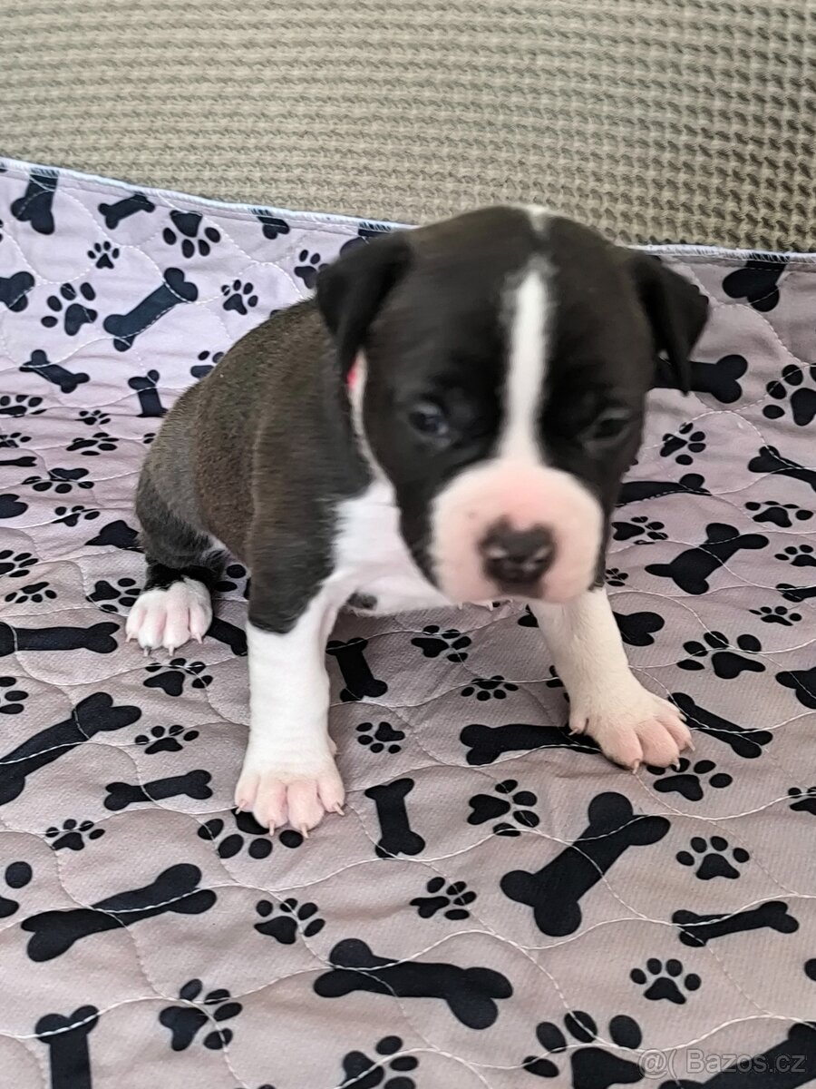 Americký stafordšírský teriér - 14