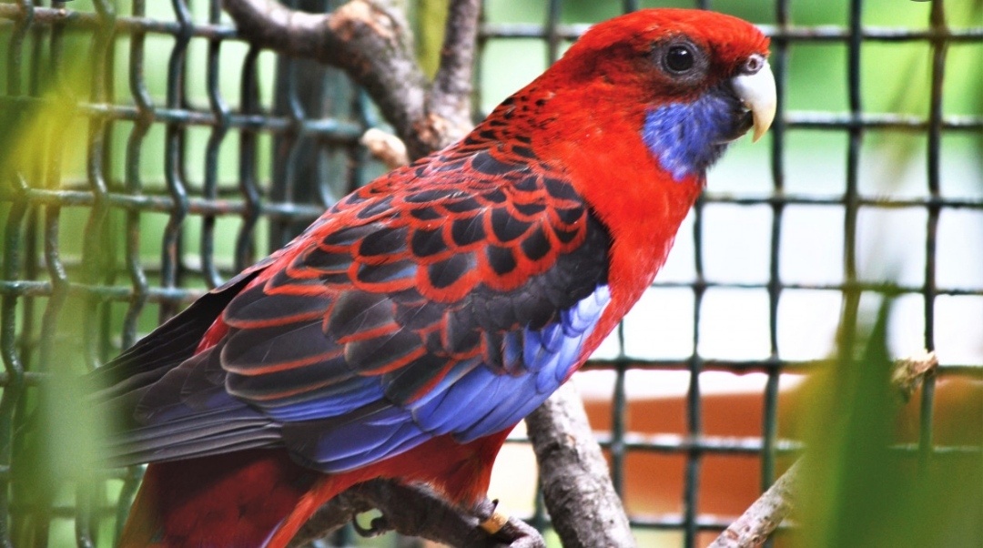 Austrália odcervenie S76 - 14