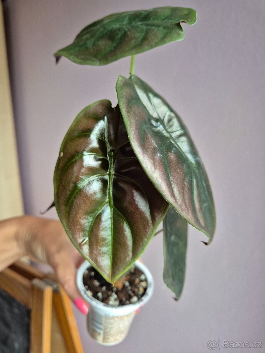 Alocasie - hlízy, rostliny - 14