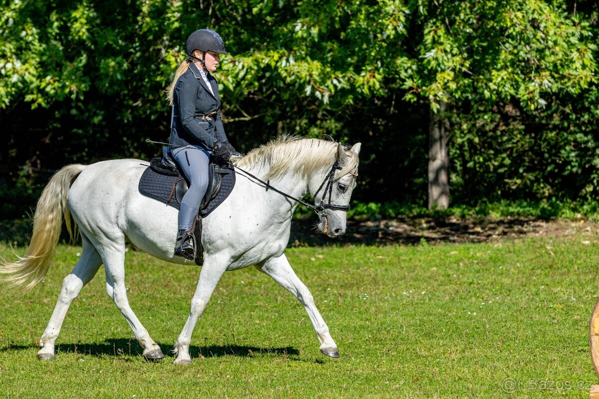 Líbivá connemara klisna do sportu - 14