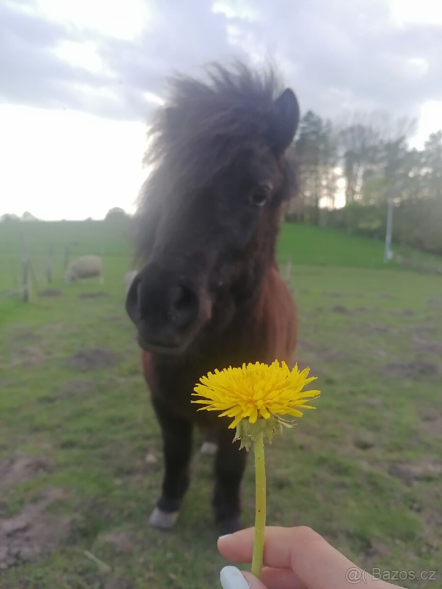 Docházka k poníkovi - 14