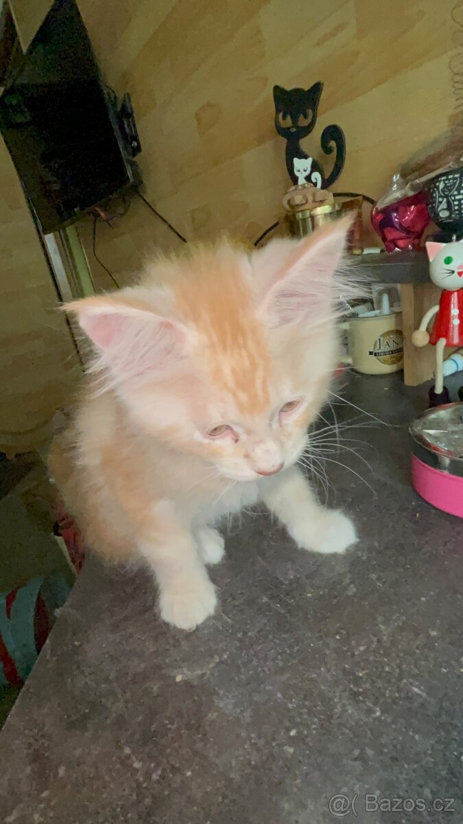 Mainska Mývalí - 14