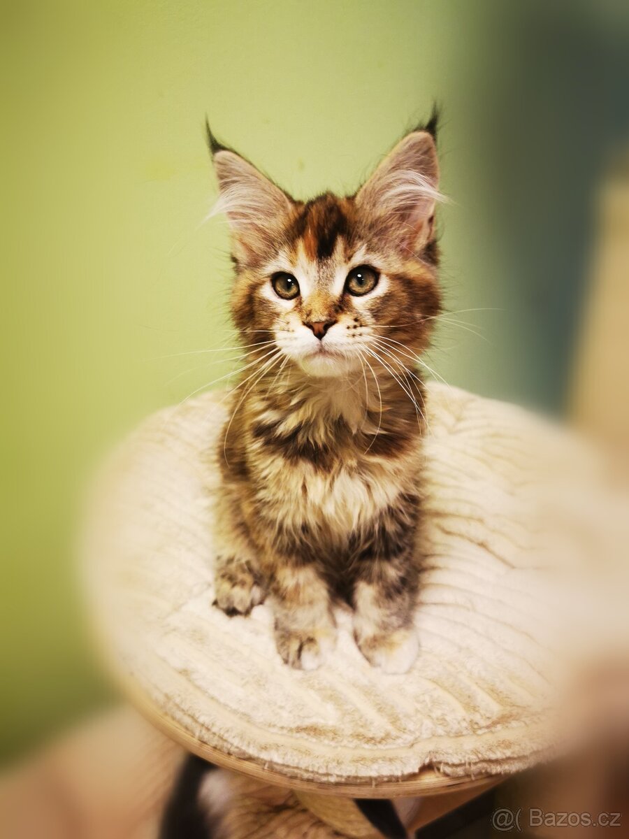 Mainská mývalí s pp - 14