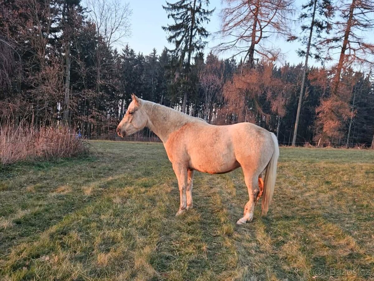 Připouštění QH hřebcem - 14