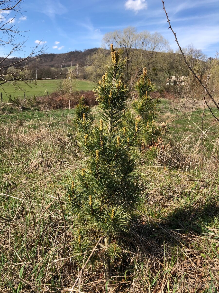 Sibiřský Cedr / Pinus Sibirica - 14