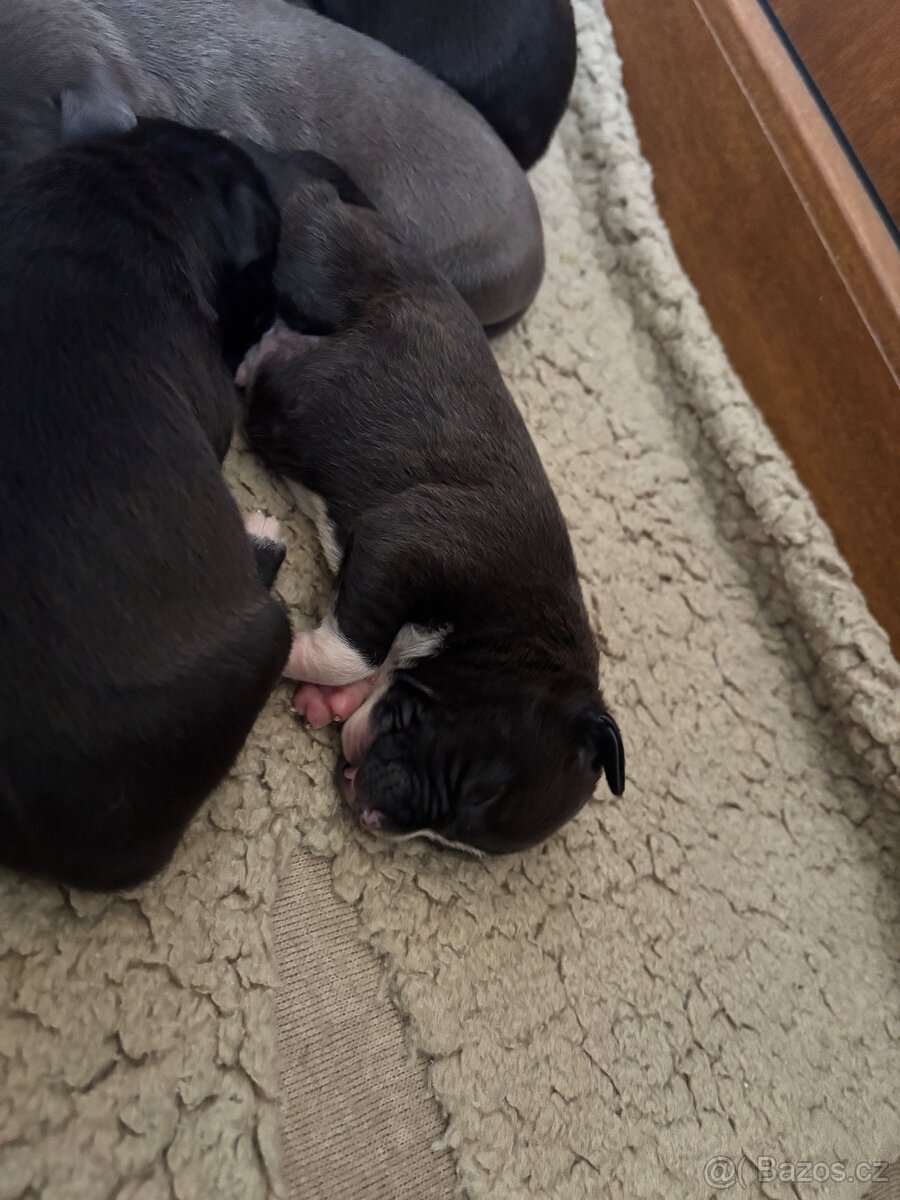 Americký stafordsirsky terier, Stafford, amstaf - 14