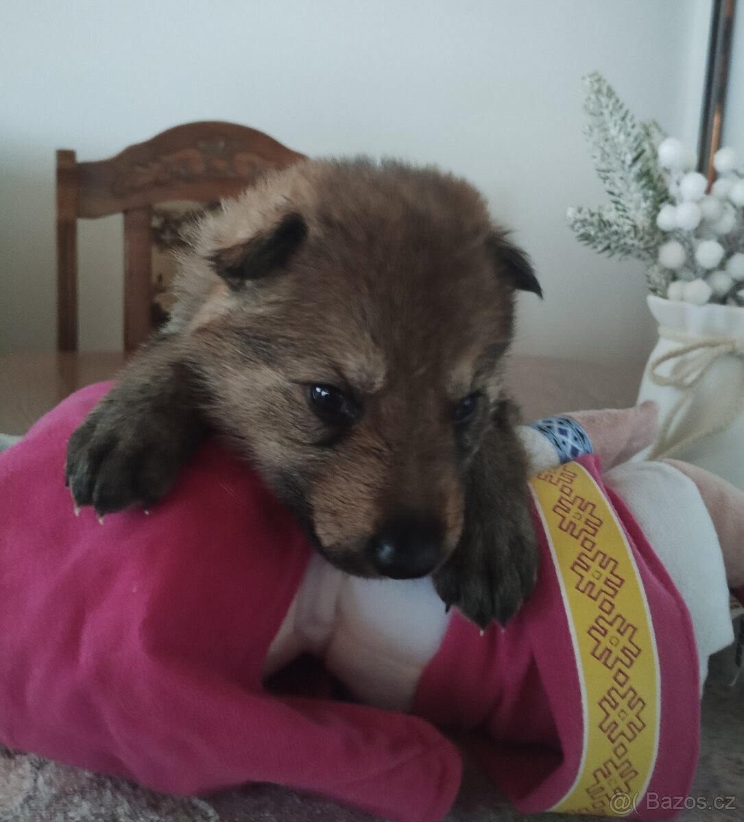 Československý vlčák s PP - 14