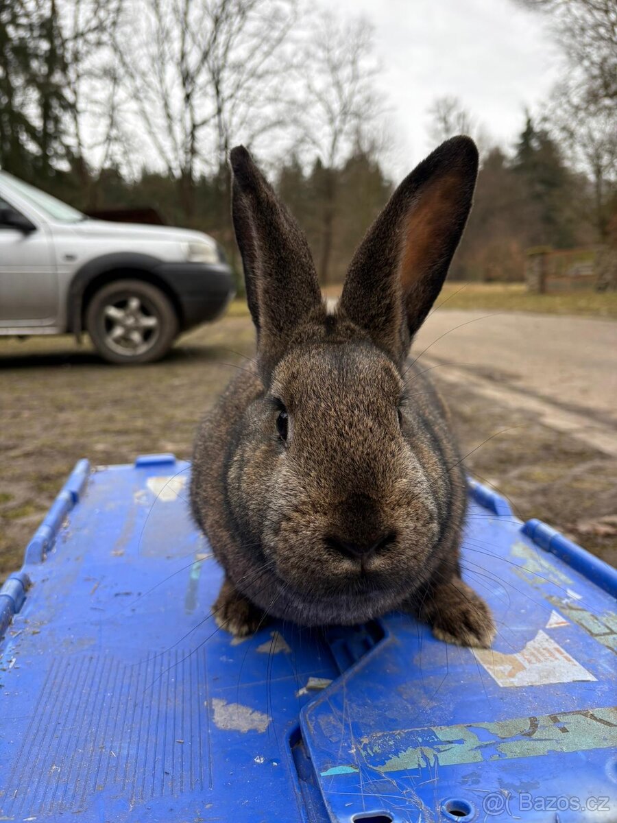 Králíci VŠ - 14