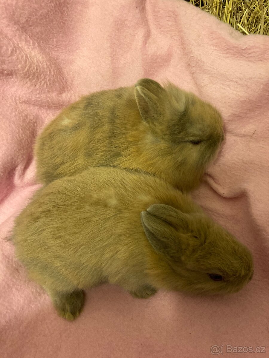 Zakrslí králík - 14