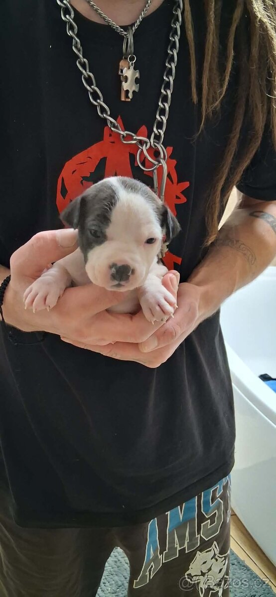 Americký stafordšírský terier bez pp - 14