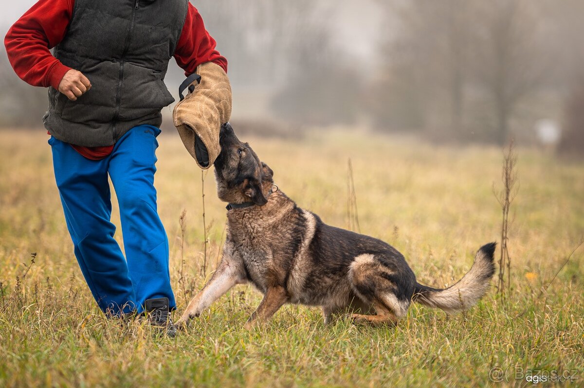 Německý ovčák štěňata s PP, work line, - 14