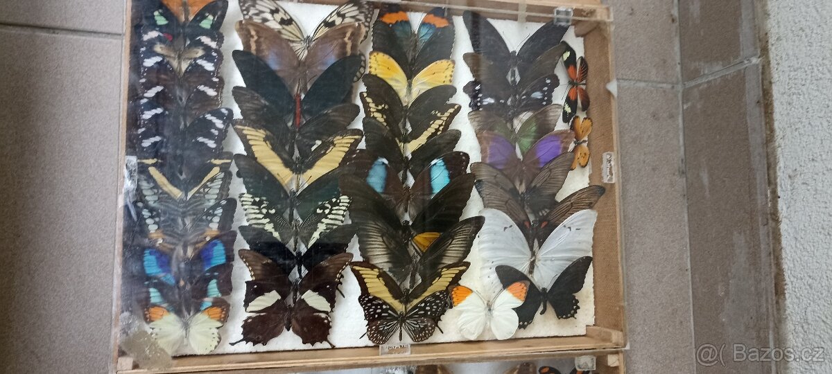 Prodám velikou sbírku motýlů - 14