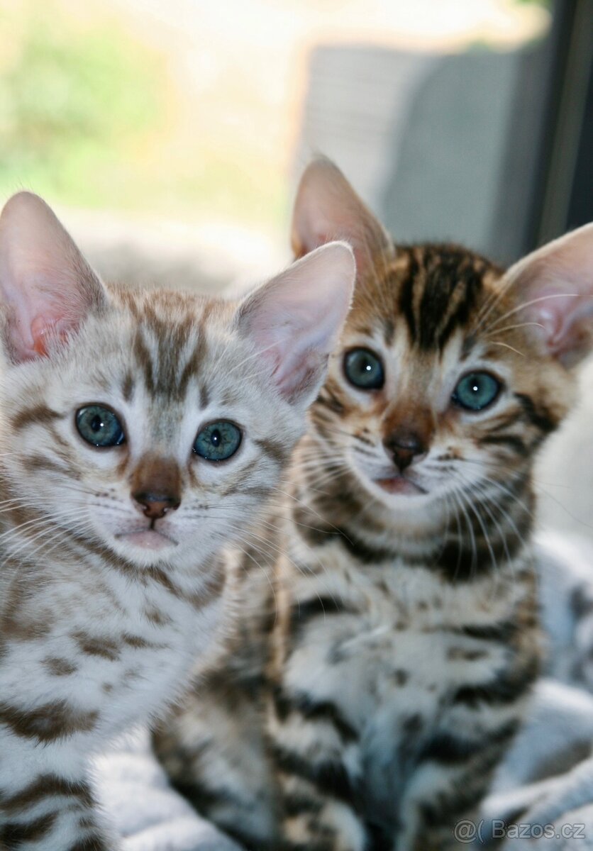 Bengálská kočka,bengálské kotě - 14