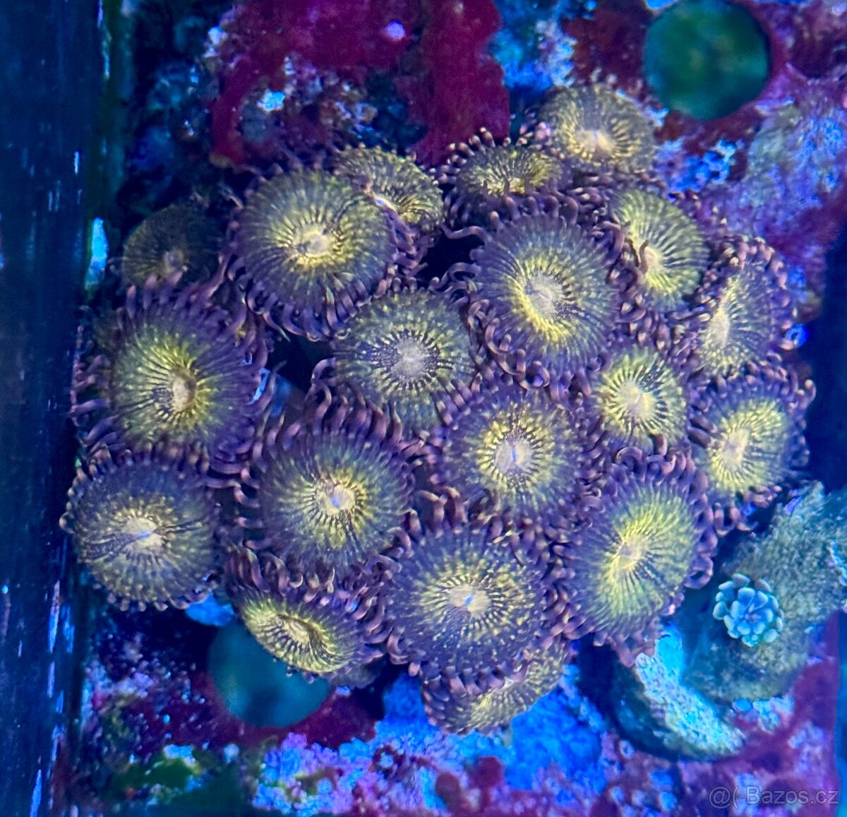 Mořské korály LPS/SOFT/SPS - 14