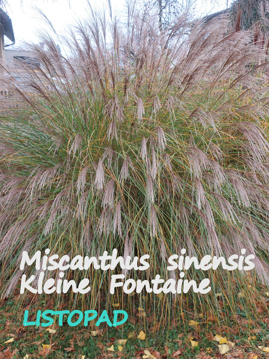 Prodám okrasné traviny - 14