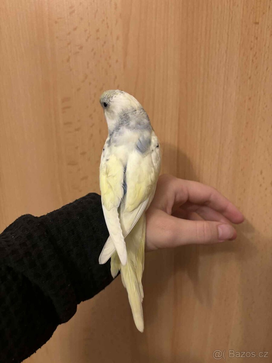 Prodám mladé andulky po vylétnutí z budky - 14