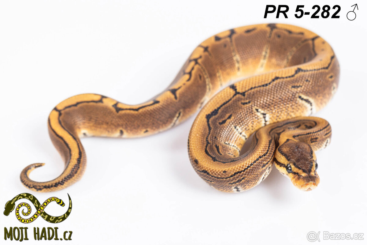 Python regius - Krajta královská - 14