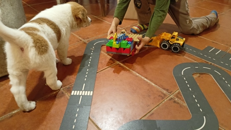 Kanaánský pes - štěně s PP, Canaan Dog puppy - 14