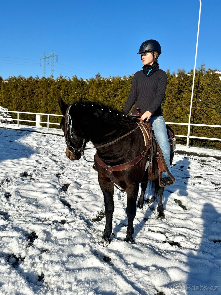Kobyla 5 let na prodej - 14