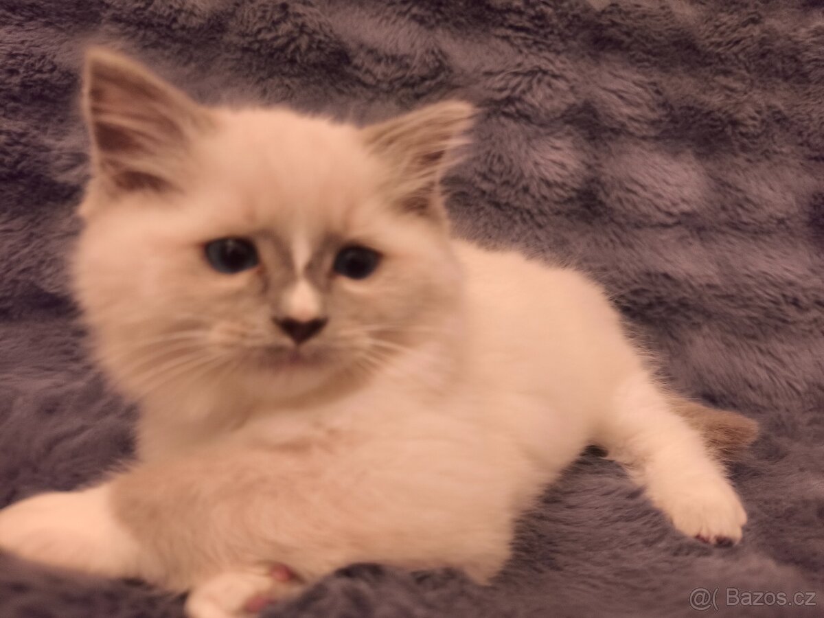 Ragdoll kocourci - 14