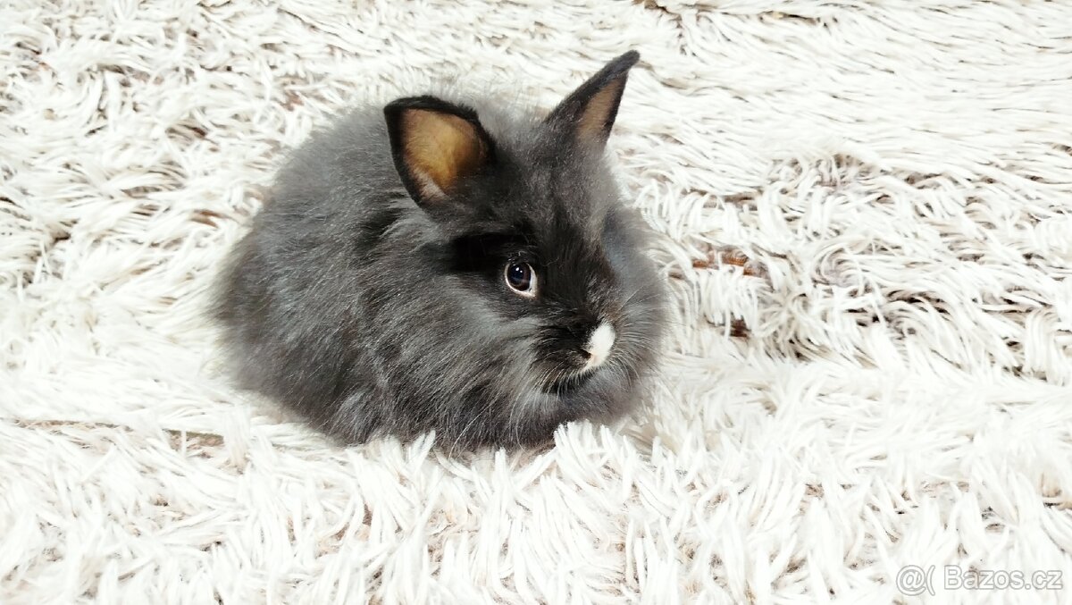 Zakrslý králík, králíček- HOLLY - 14
