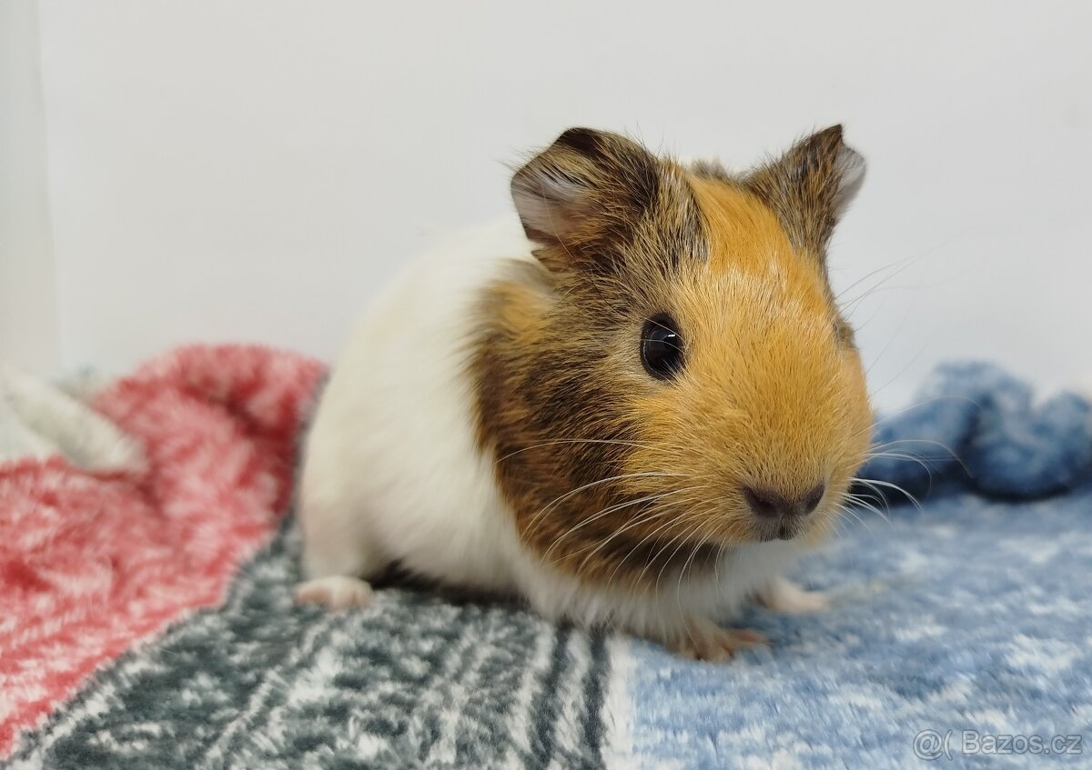 Morče, Morčata, Morčátko, Morčátka - SAMIČKY - 14