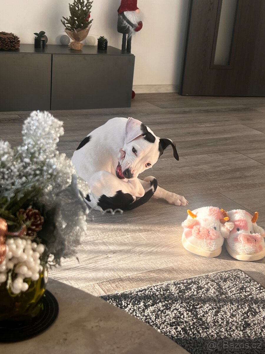 Am Staff kríženka - 14