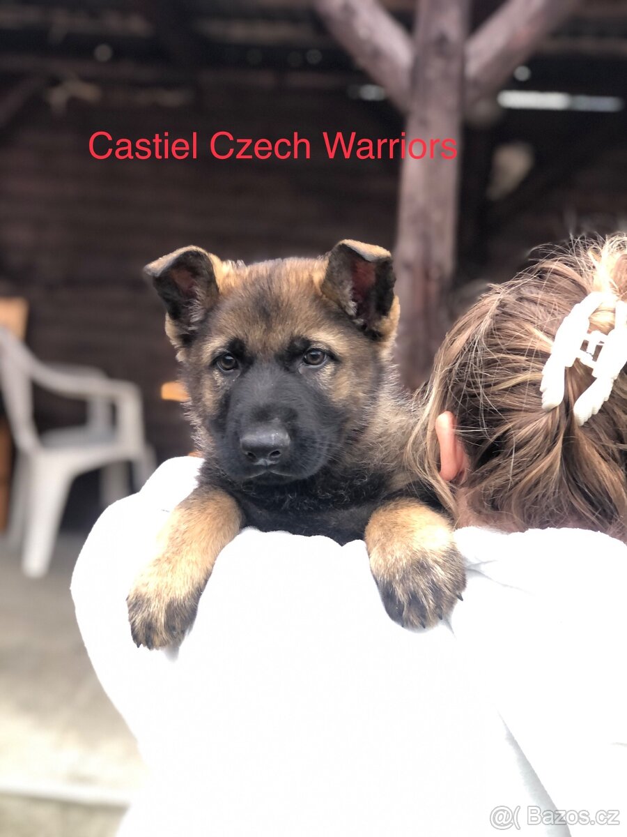 Stenata německého ovcaka - 14